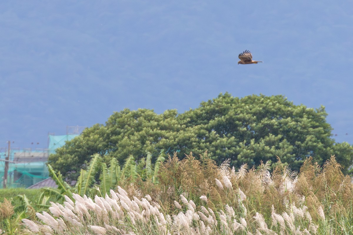 Eastern Marsh Harrier - ML646890838