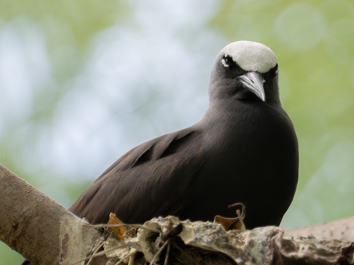 Black Noddy - ML646890839