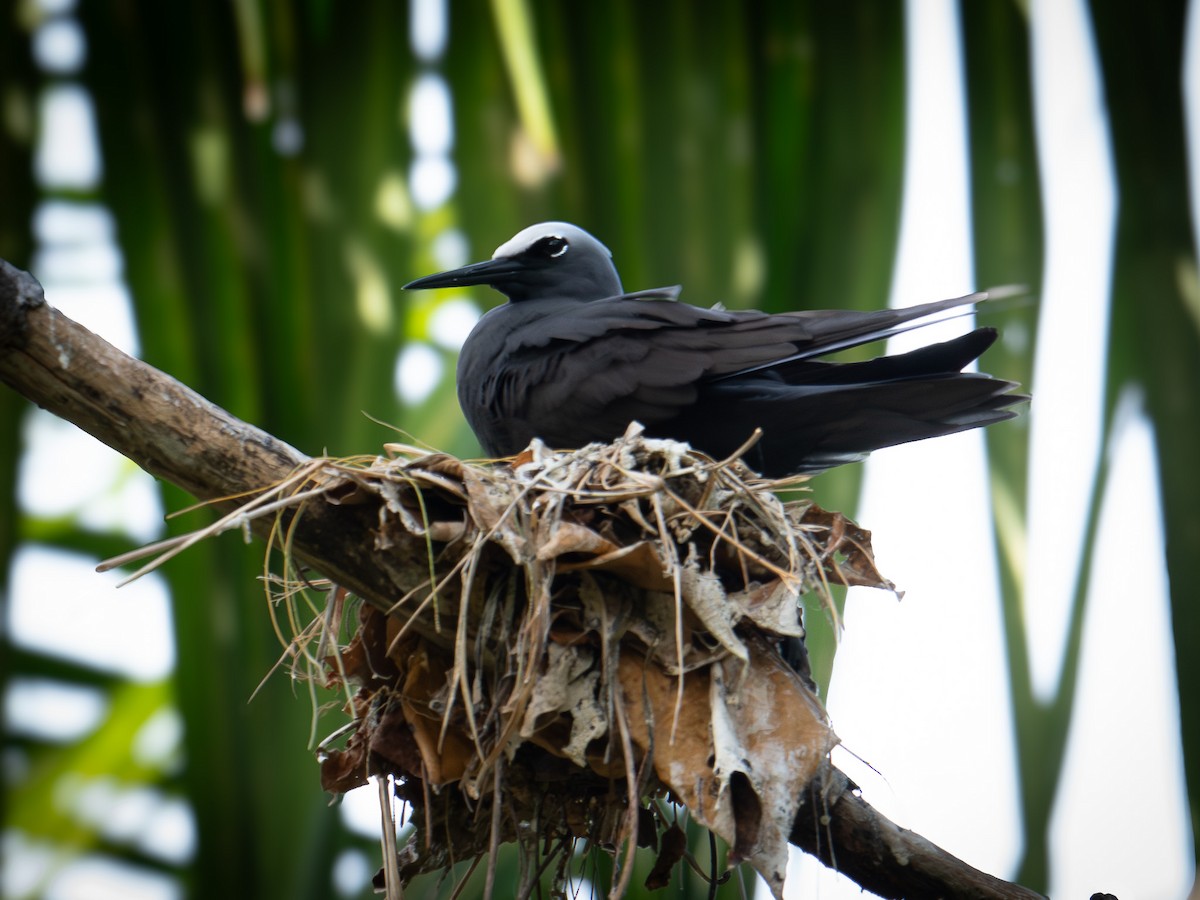 Black Noddy - ML646890840