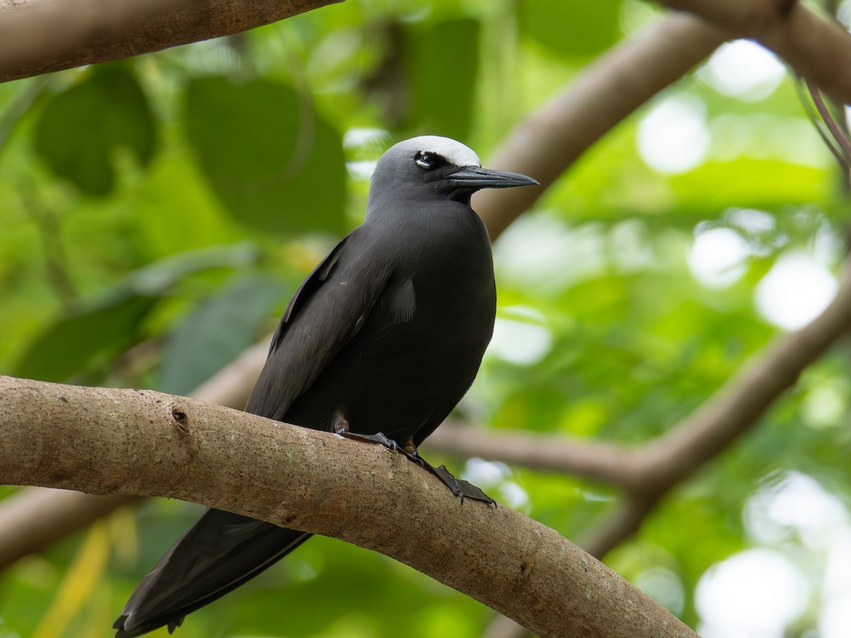 Black Noddy - ML646890841