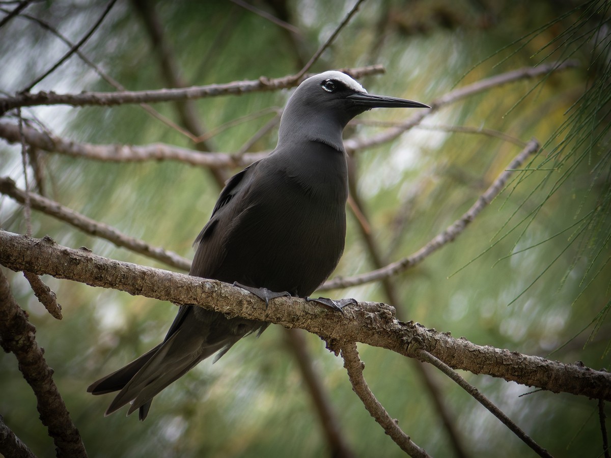 Black Noddy - ML646890842