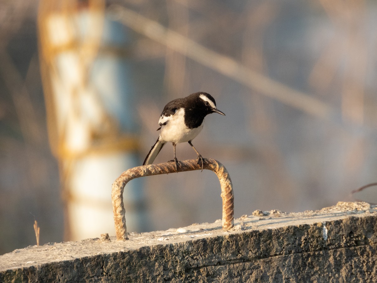 White-browed Wagtail - ML646890844