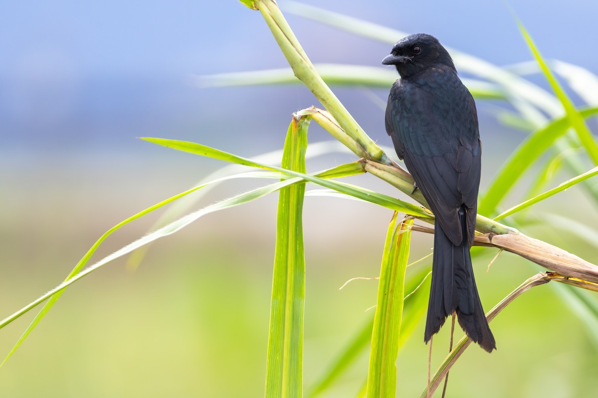 Königsdrongo - ML646890847