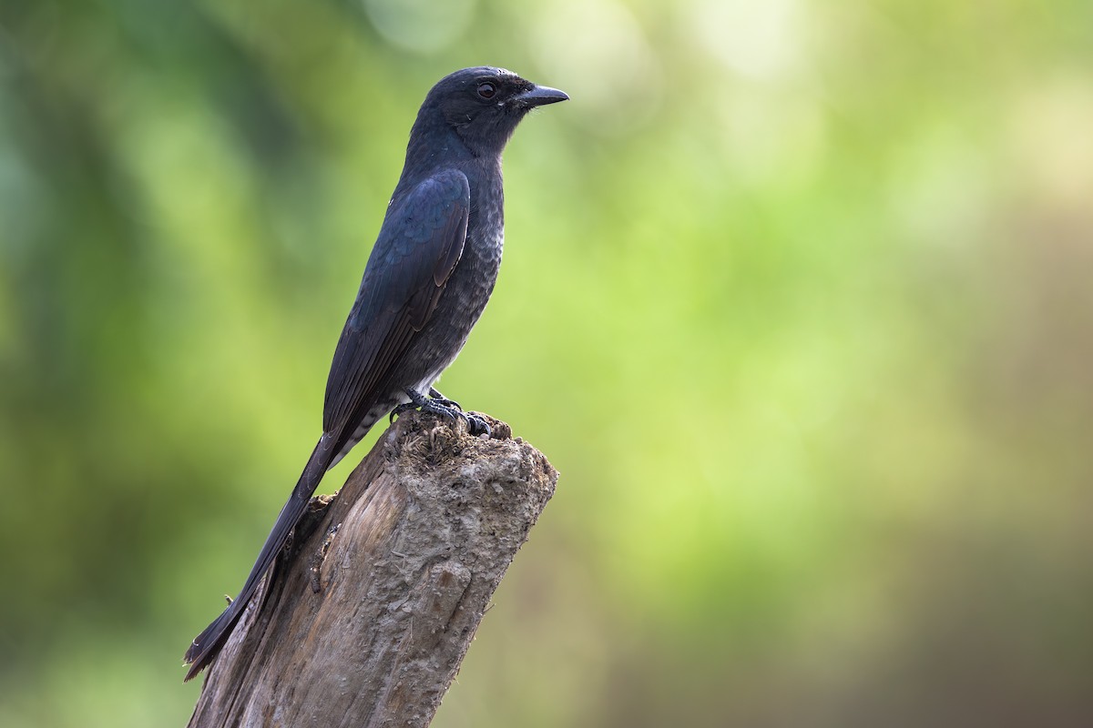 Königsdrongo - ML646890848