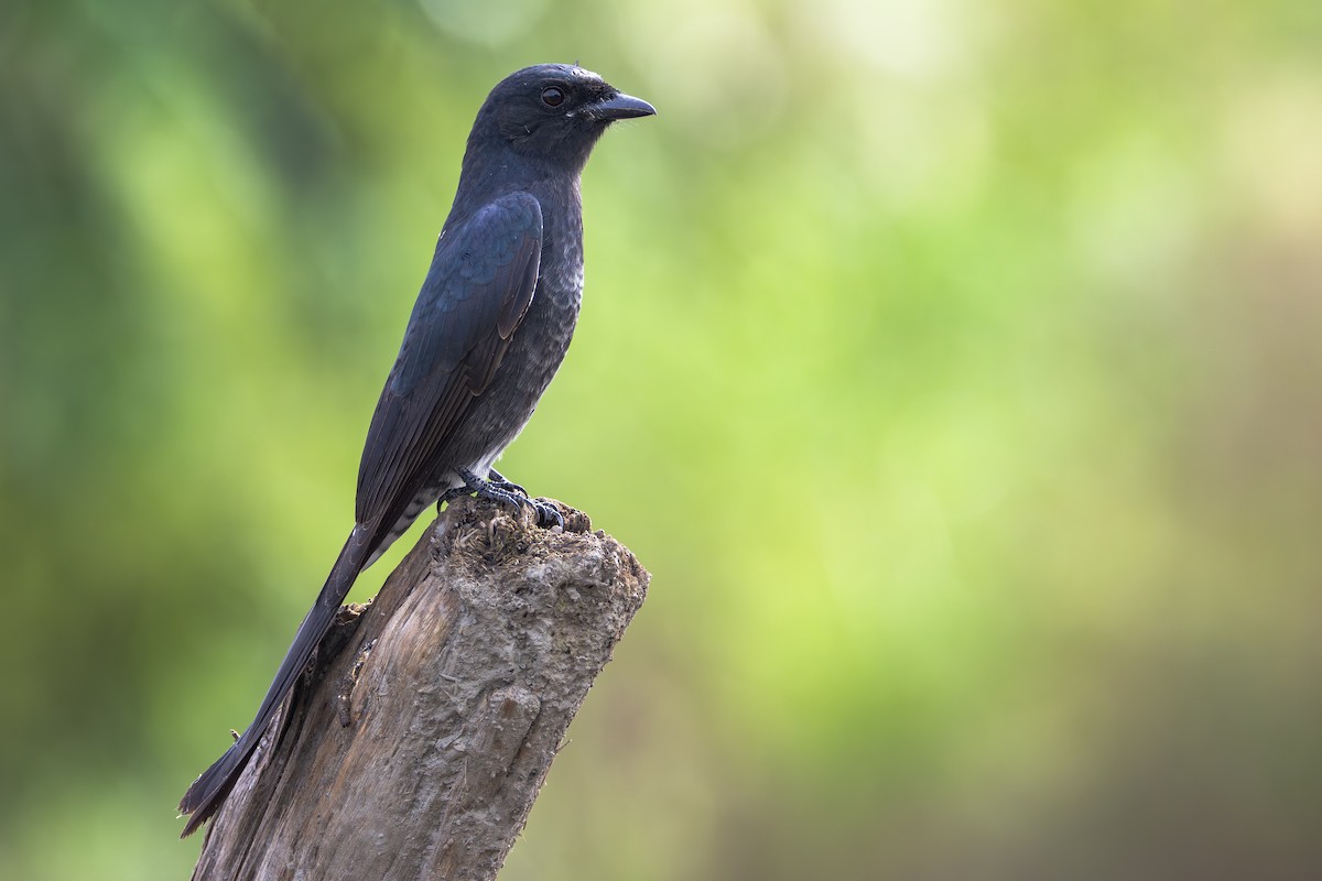 Königsdrongo - ML646890849