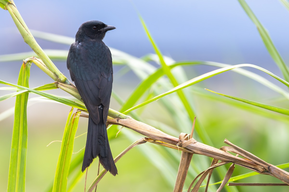 Königsdrongo - ML646890850