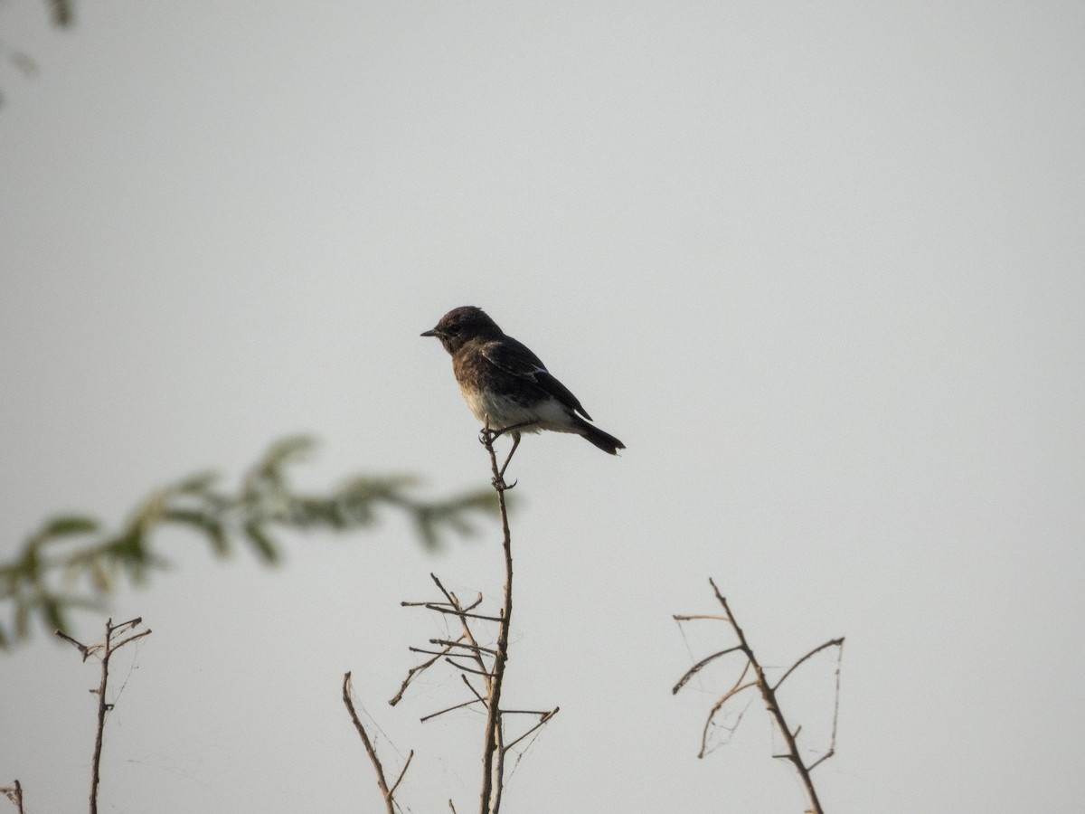 Pied Bushchat - ML646890851