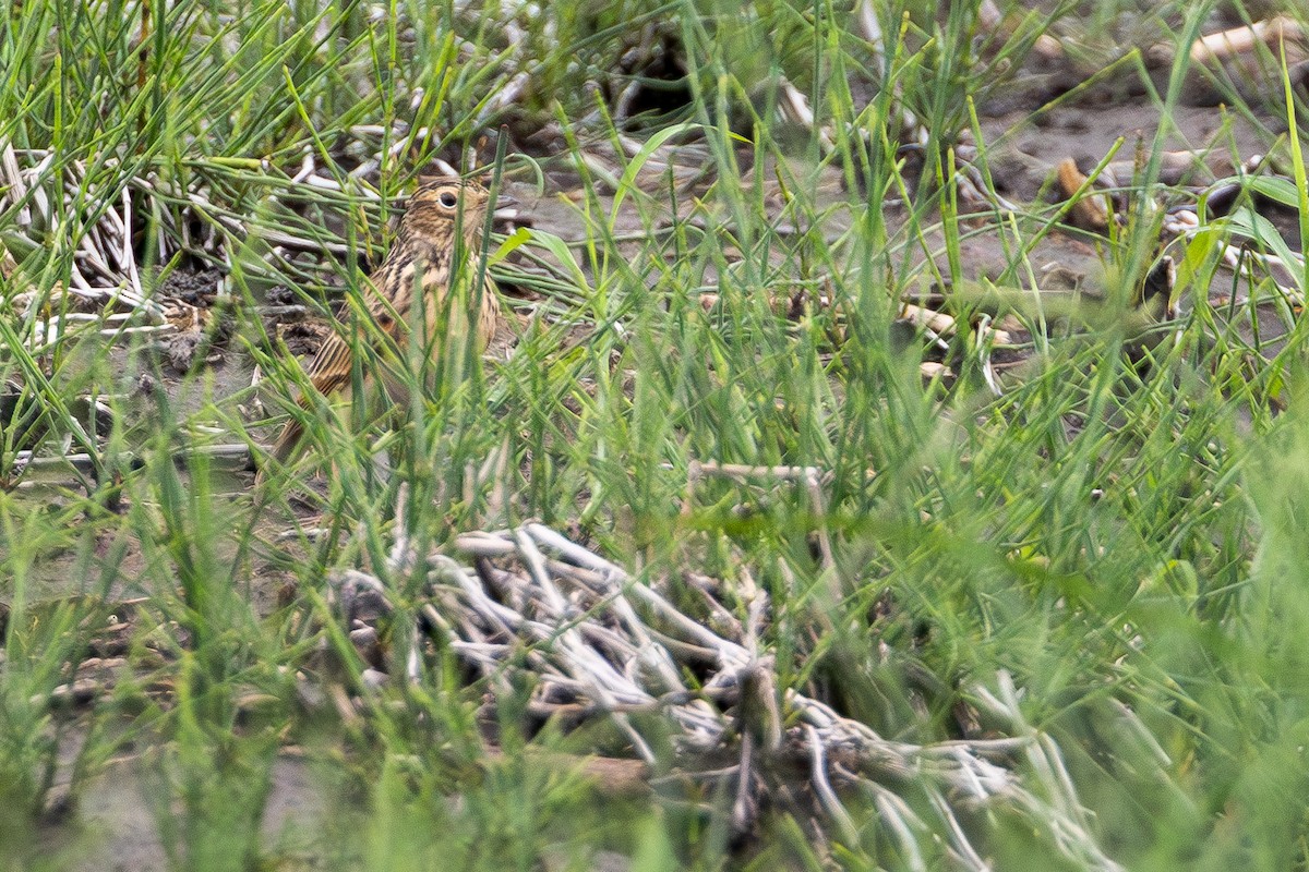 Hegatxabal ekialdetarra - ML646890854