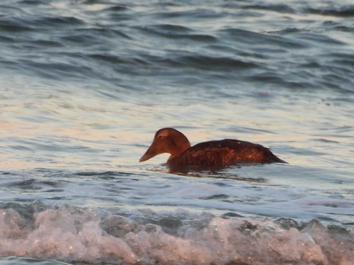 Пухівка зеленошия - ML646890855