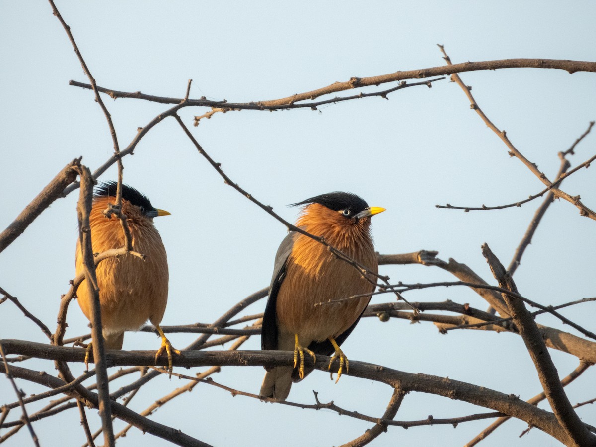 Brahminy Starling - ML646890856