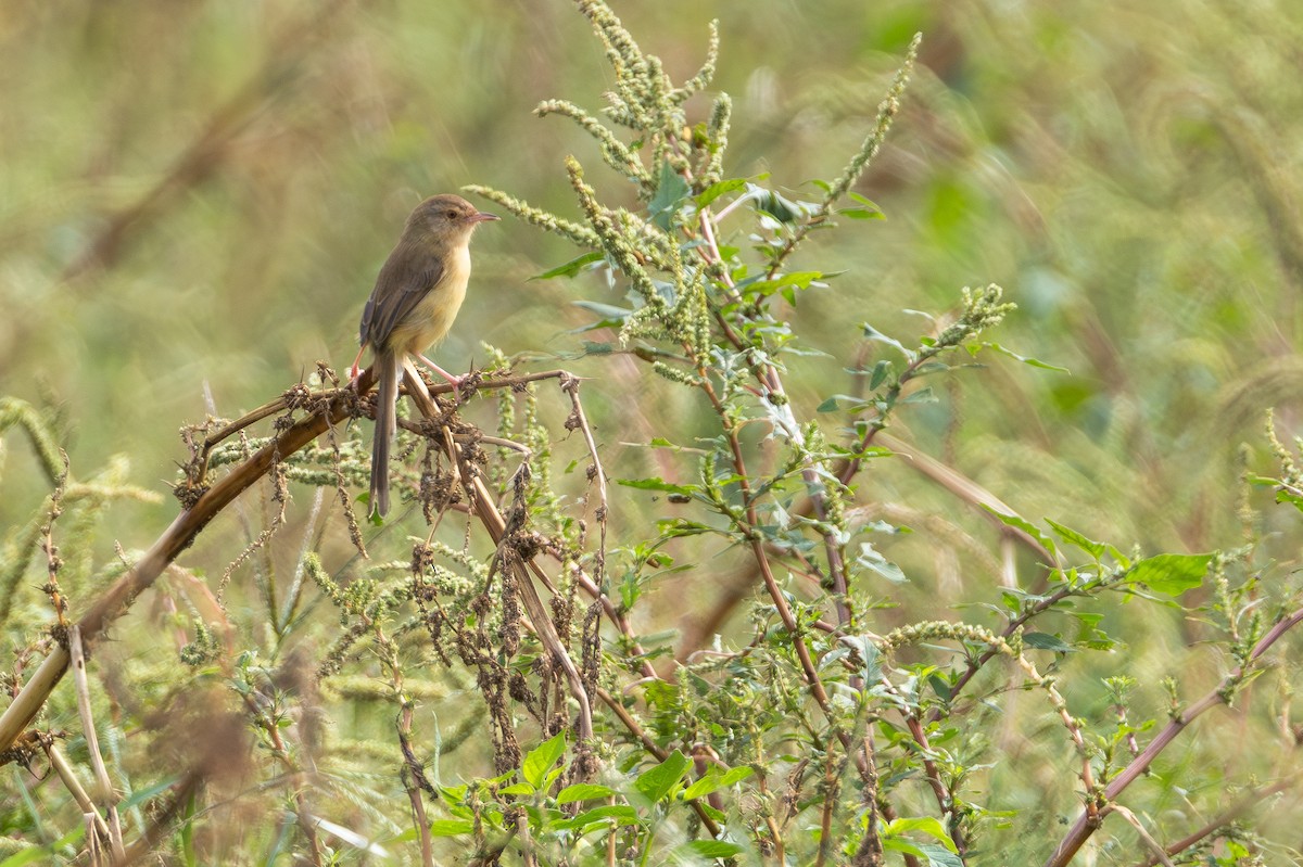 Schlichtprinie - ML646890857