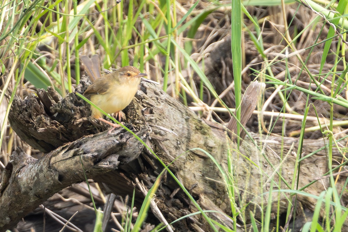 Schlichtprinie - ML646890858