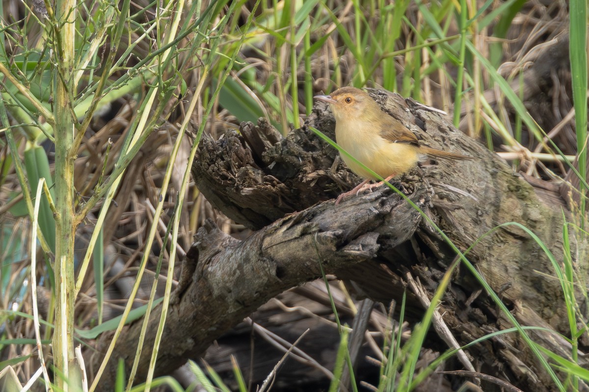 Schlichtprinie - ML646890859