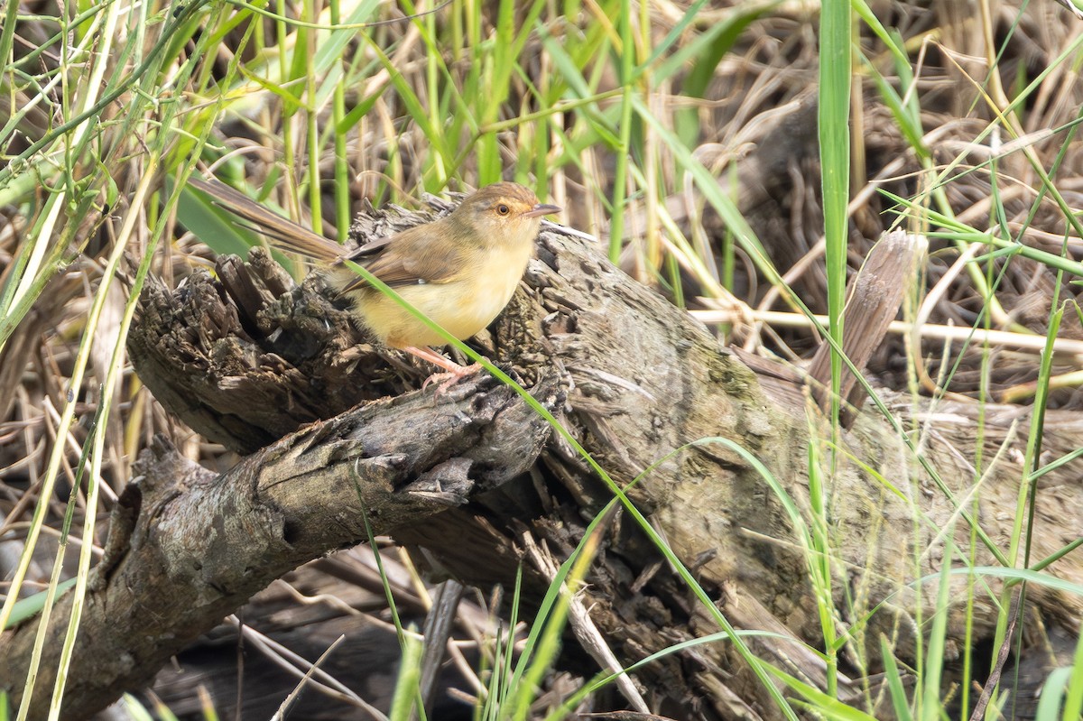 Schlichtprinie - ML646890860