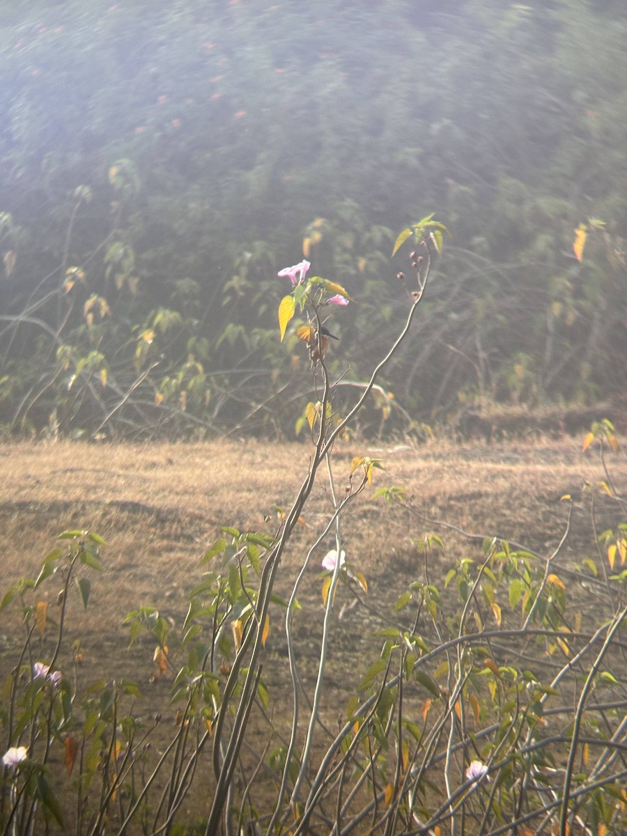 Common Kingfisher - ML646890862