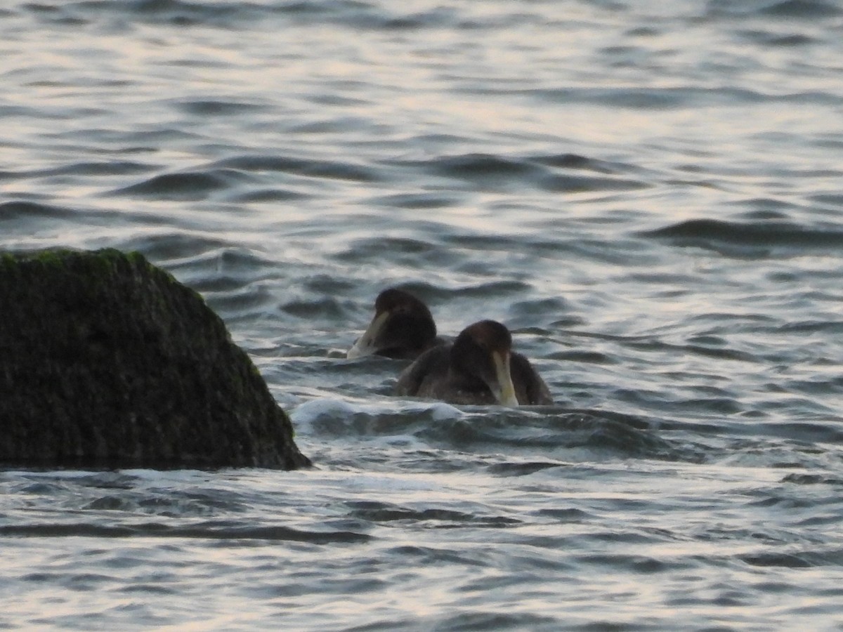 Пухівка зеленошия - ML646890863