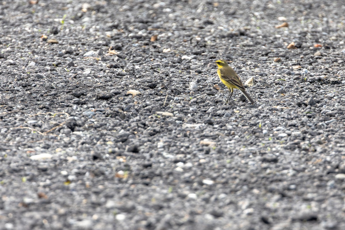 Tschuktschenstelze - ML646890864