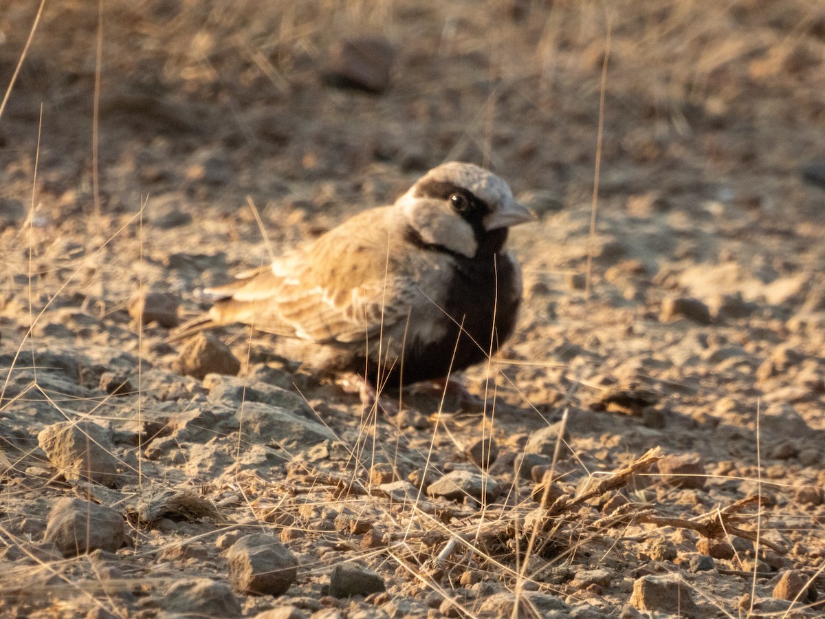 Ashy-crowned Sparrow-Lark - ML646890865