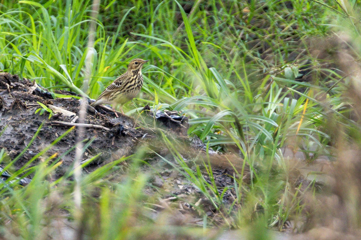 Rotkehlpieper - ML646890866