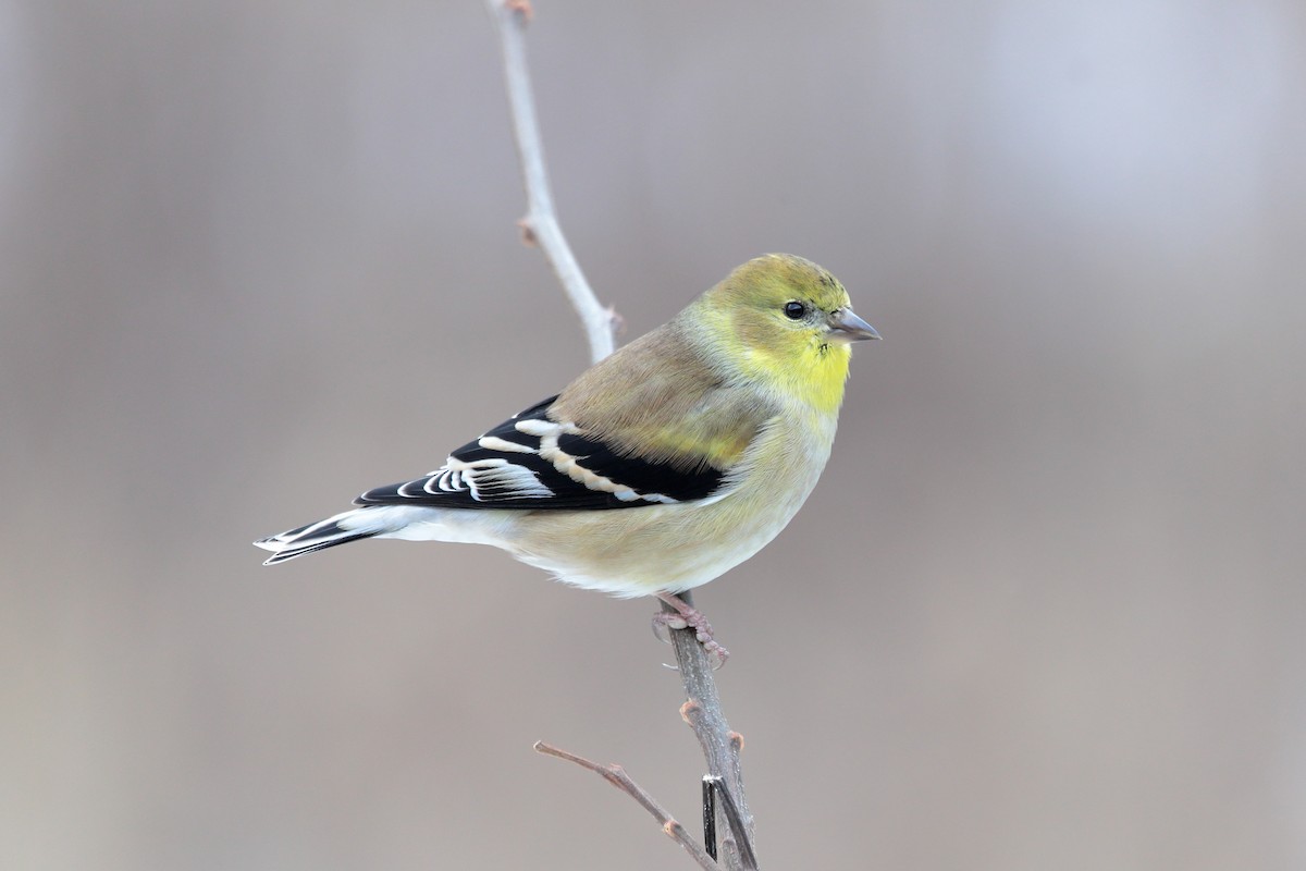 American Goldfinch - ML646890867