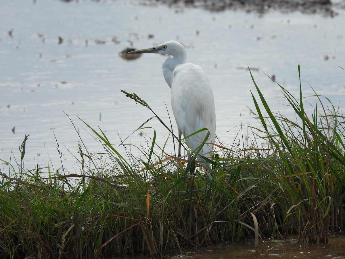 Asienmittelreiher - ML646890868