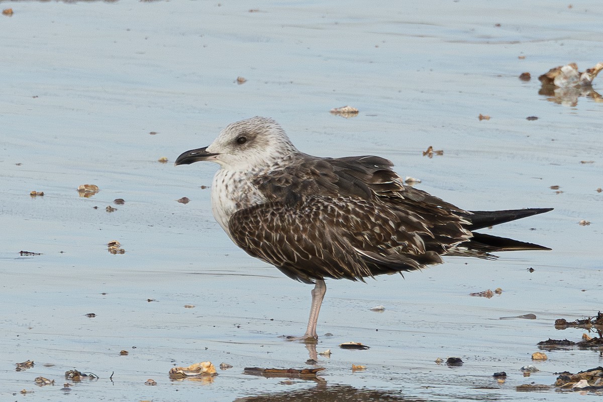 Heringsmöwe - ML646890869