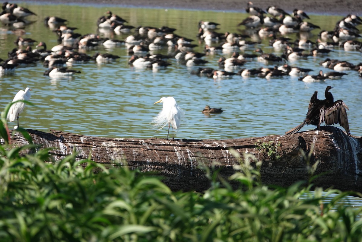 Pazifikmittelreiher - ML646890871