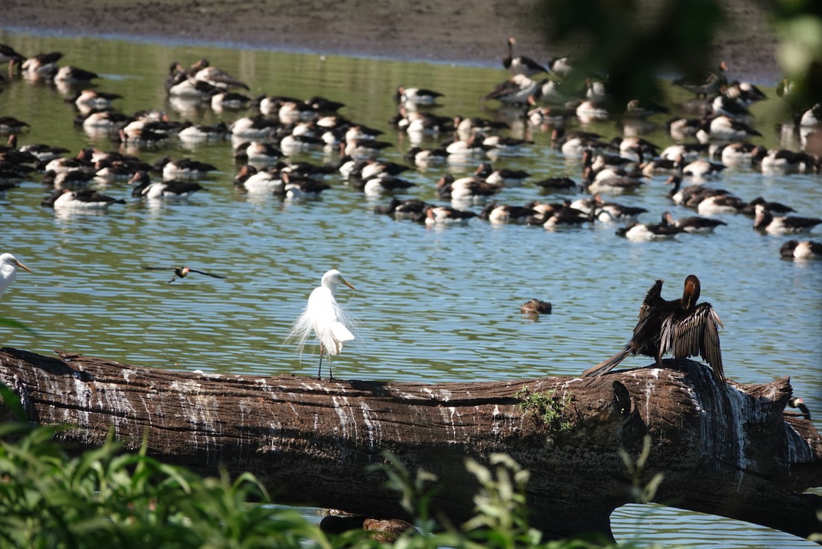 Pazifikmittelreiher - ML646890873