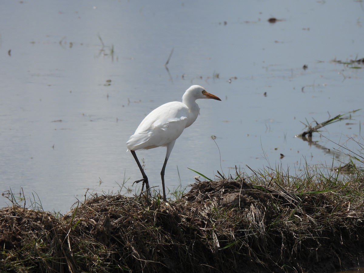Asienmittelreiher - ML646890874