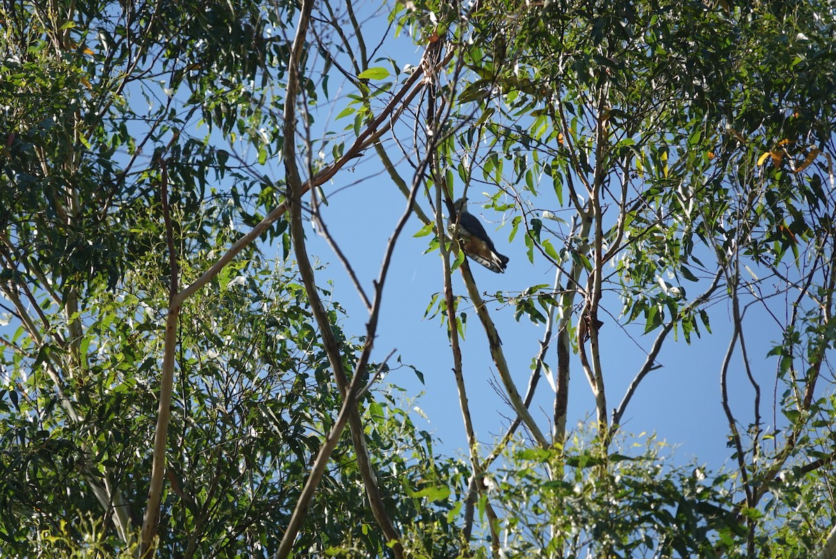 Papuaweih - ML646890876