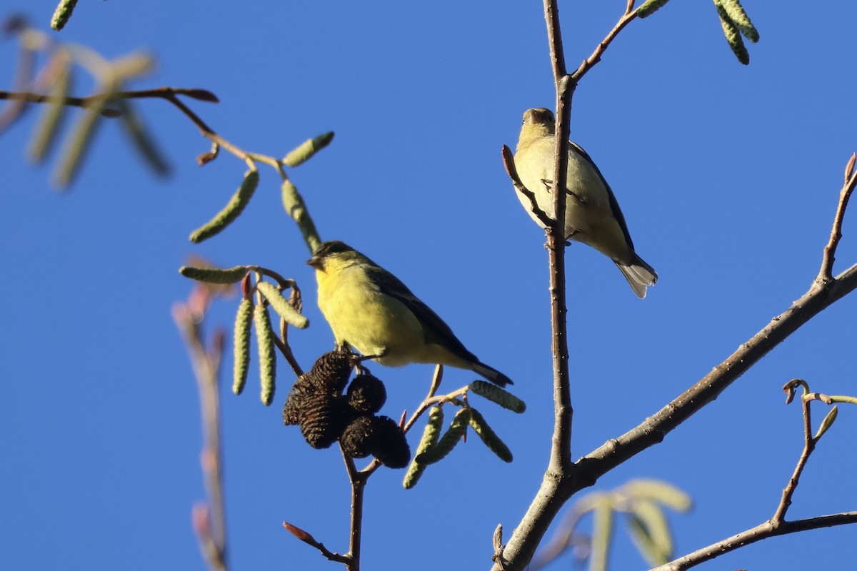 Mexikozeisig - ML646890878