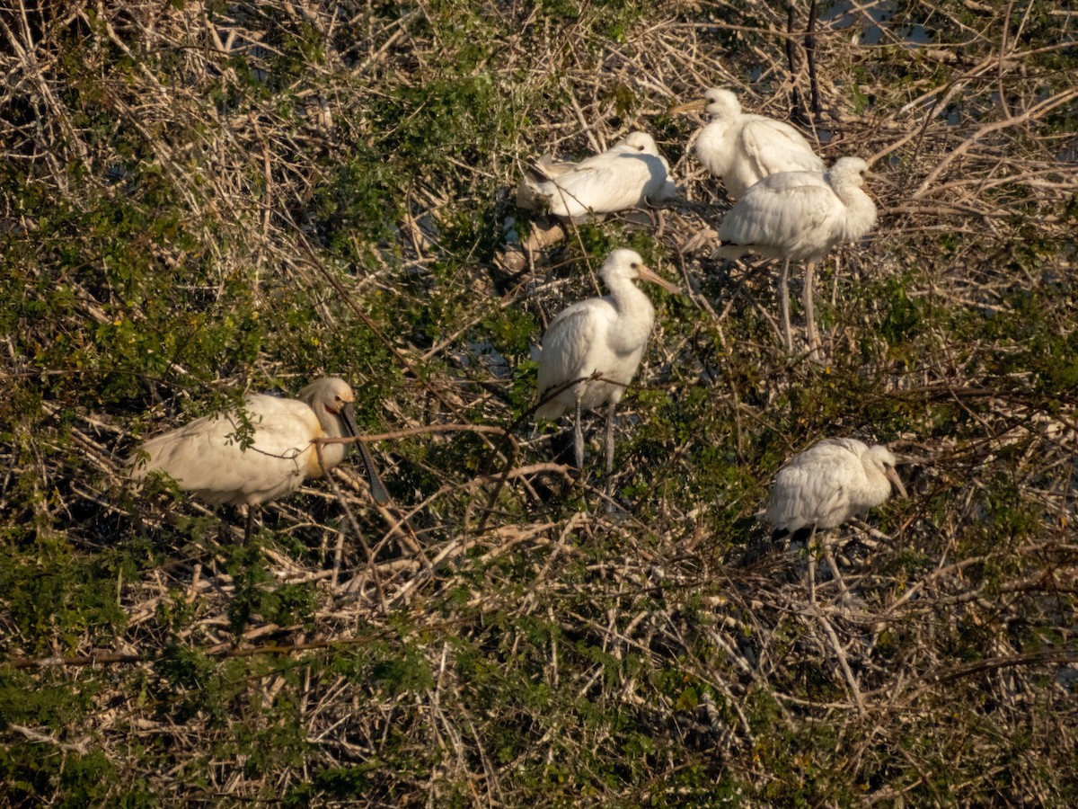 Löffler - ML646890879