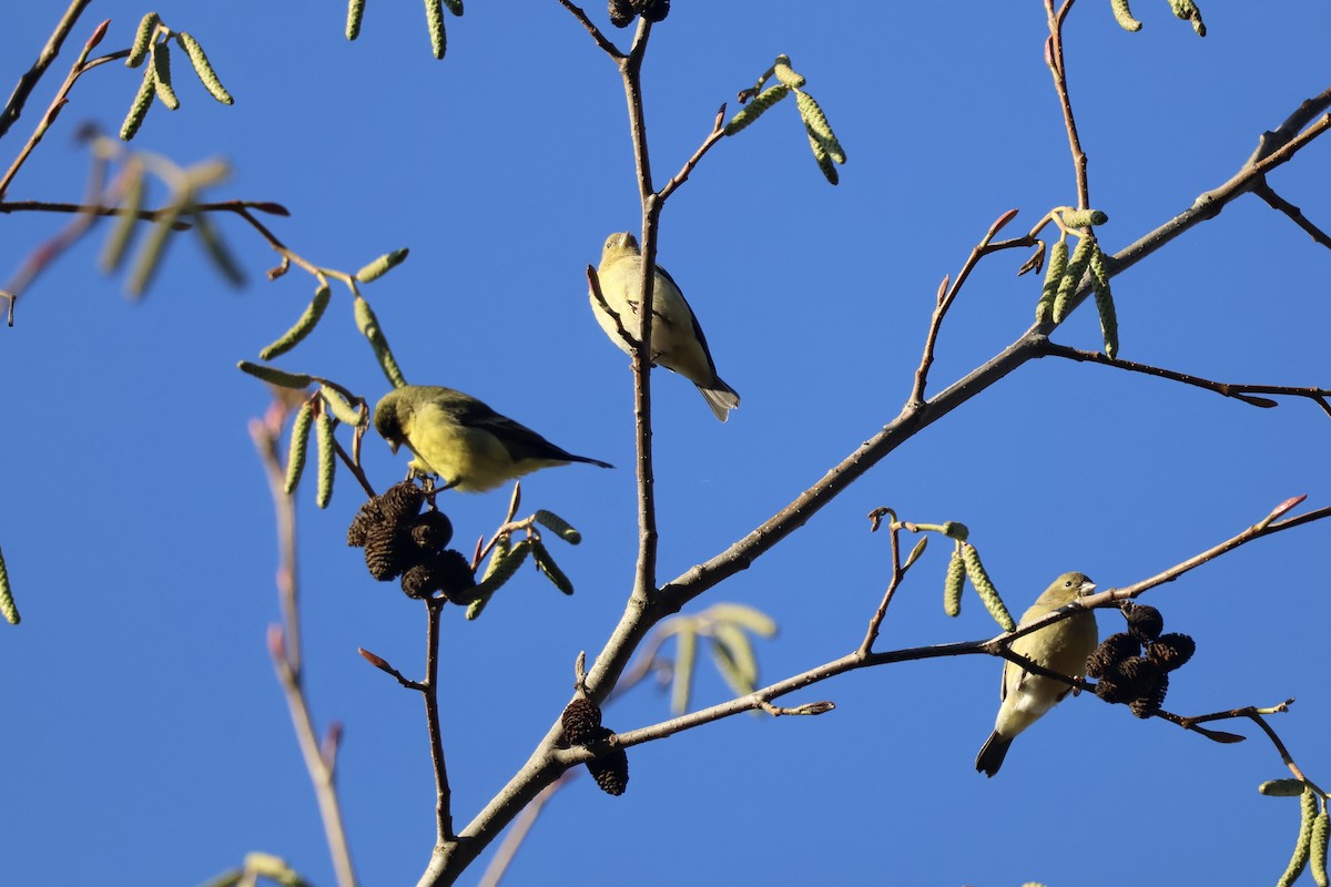 Mexikozeisig - ML646890880