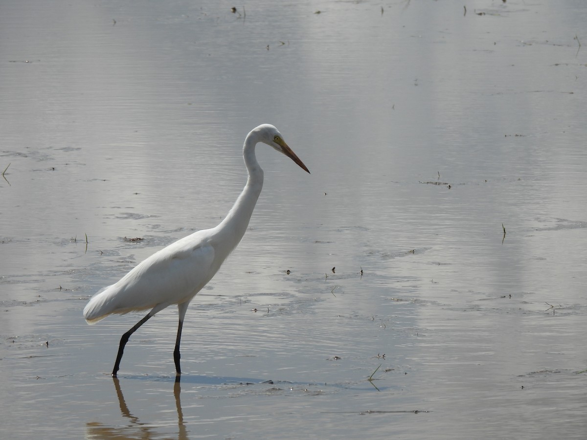 Silberreiher - ML646890881