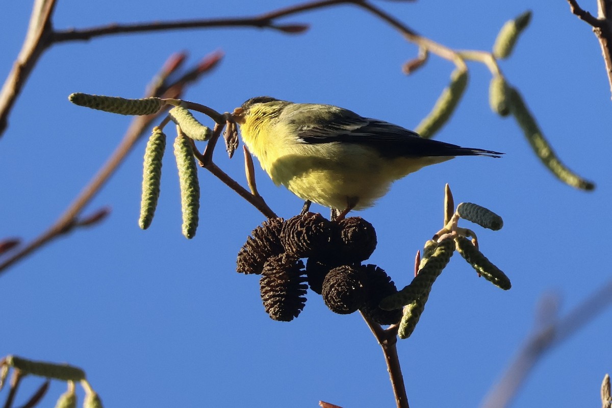 Mexikozeisig - ML646890882