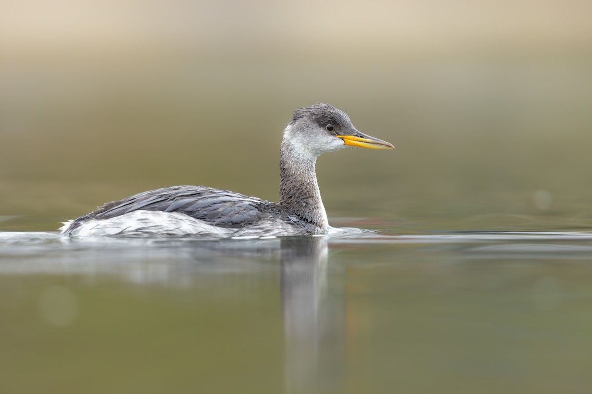 Rothalstaucher - ML646890885