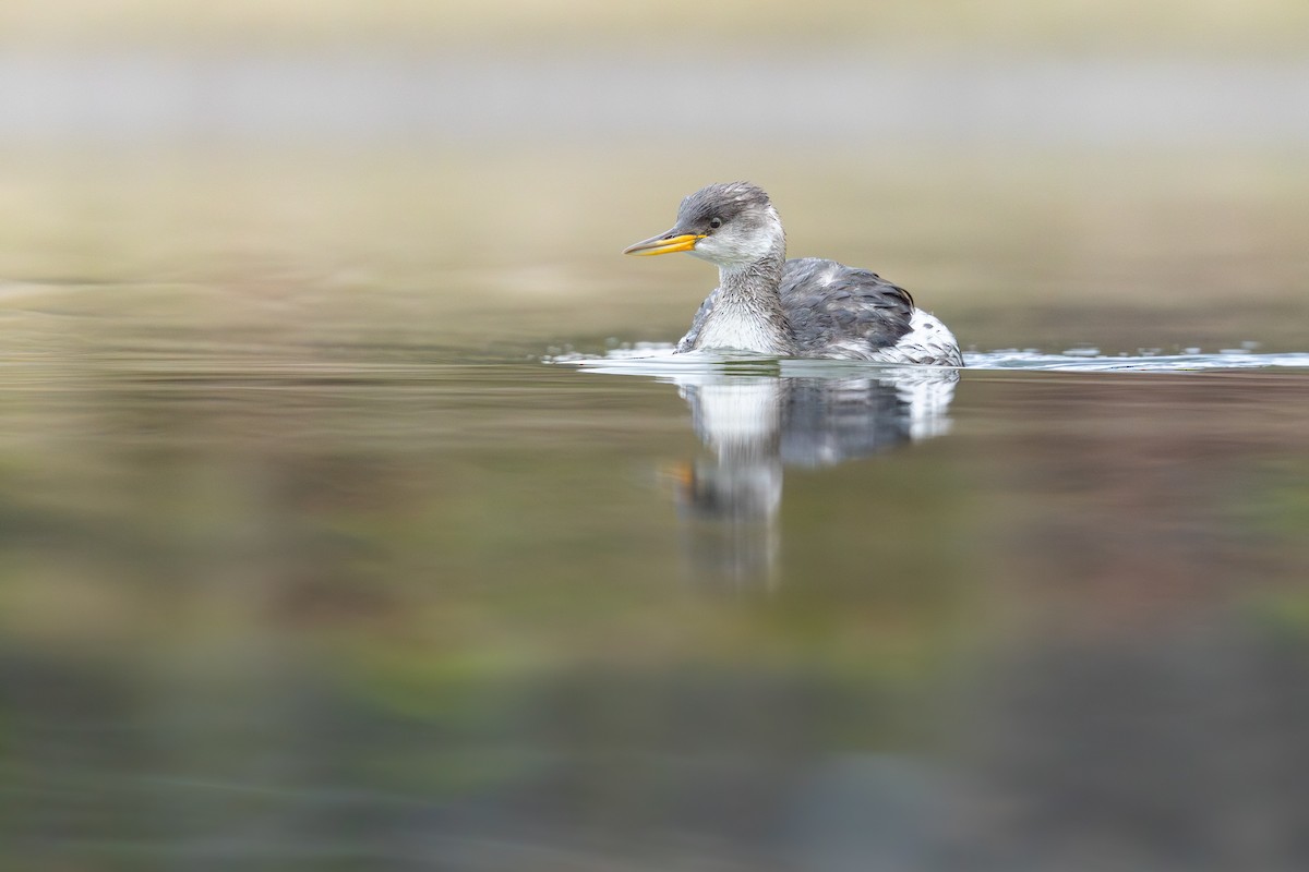 Rothalstaucher - ML646890886