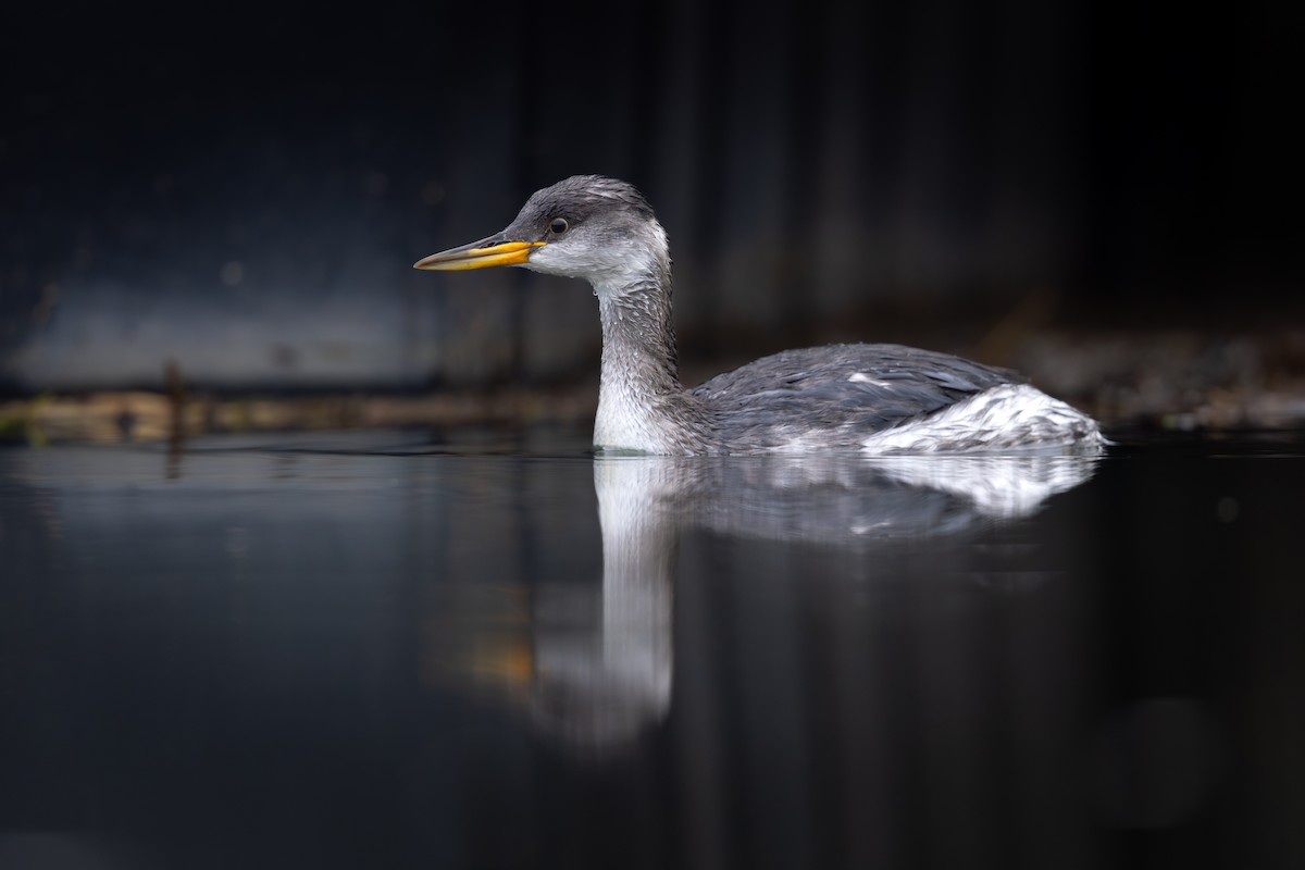 Rothalstaucher - ML646890887