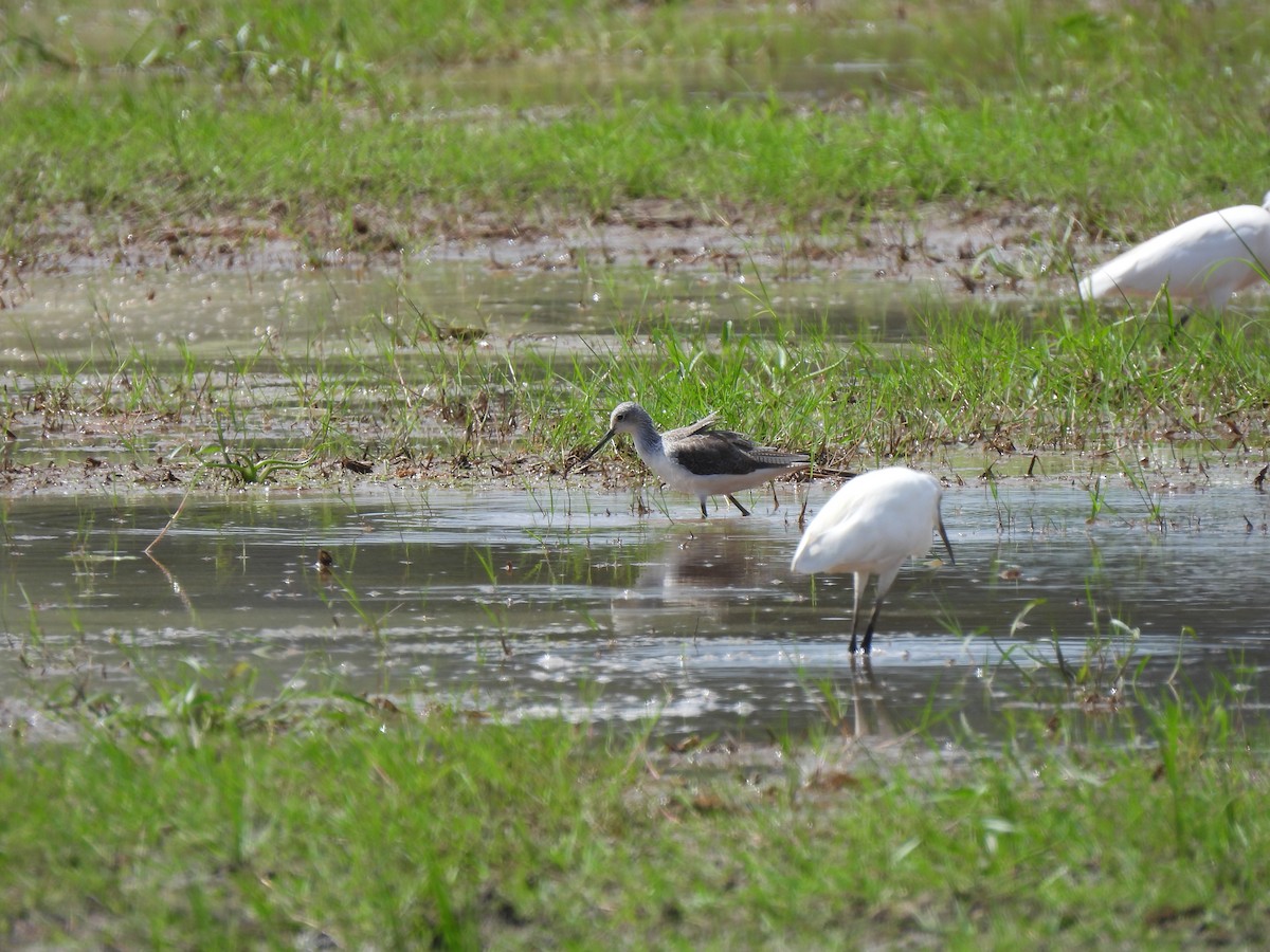 Grünschenkel - ML646890888