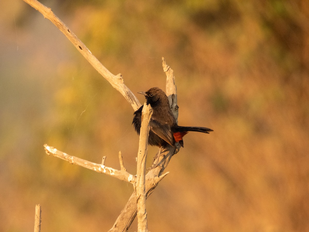 Strauchschmätzer - ML646890891