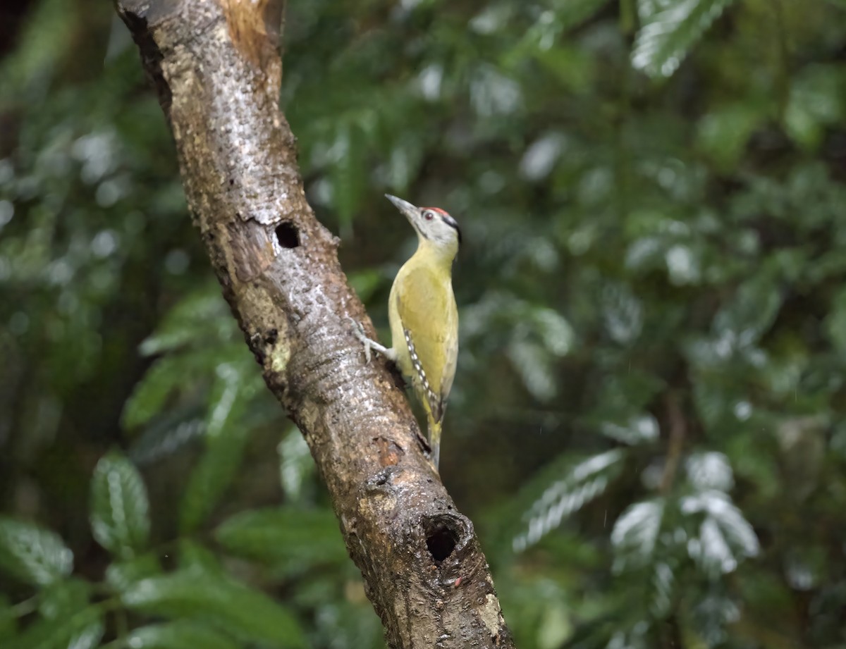 Grauspecht - ML646890892