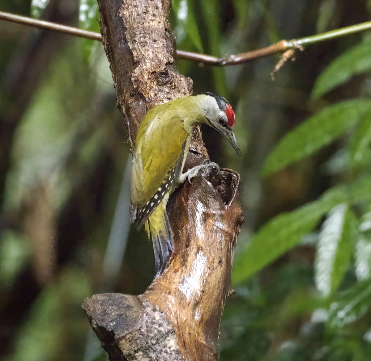 Grauspecht - ML646890893