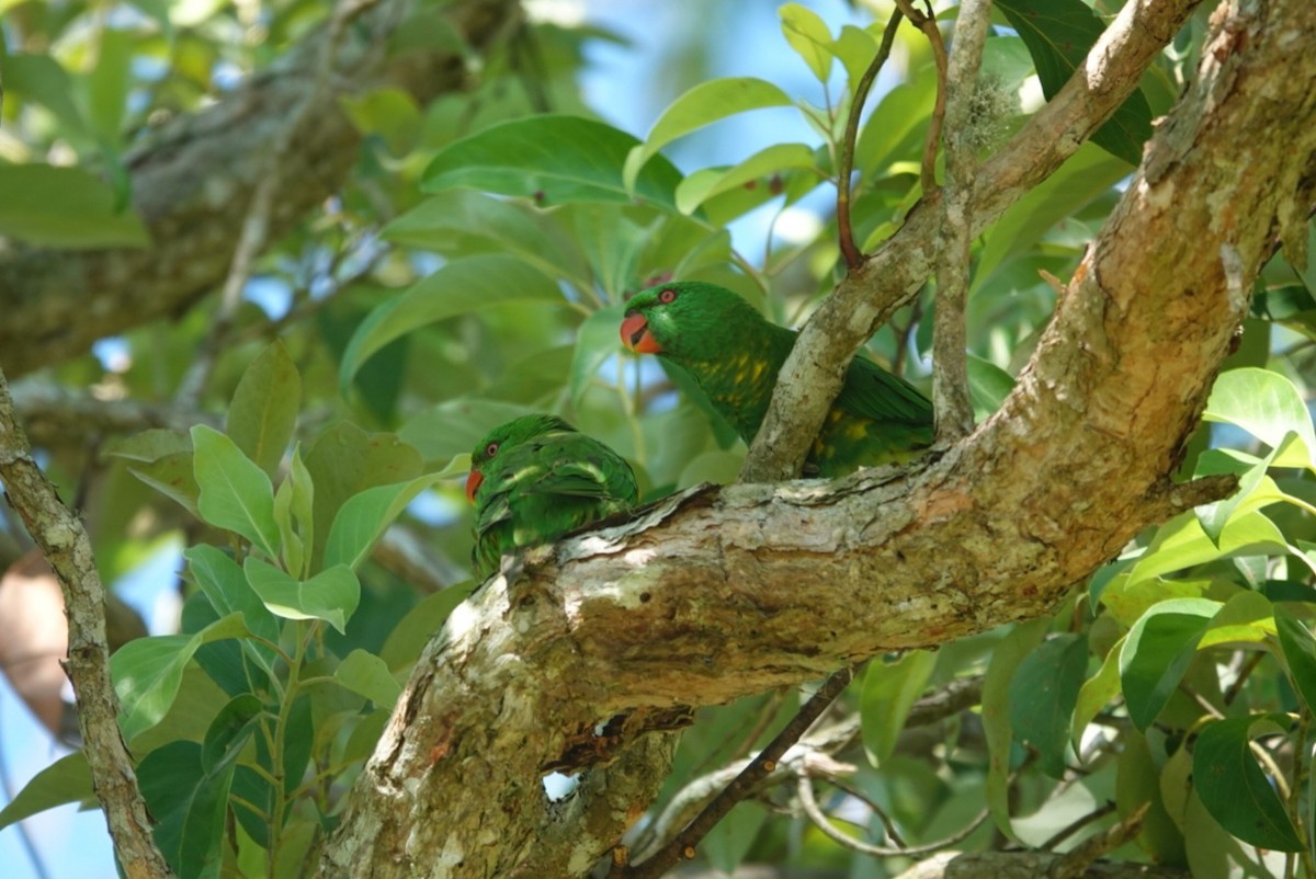 コセイガイインコ - ML646890895