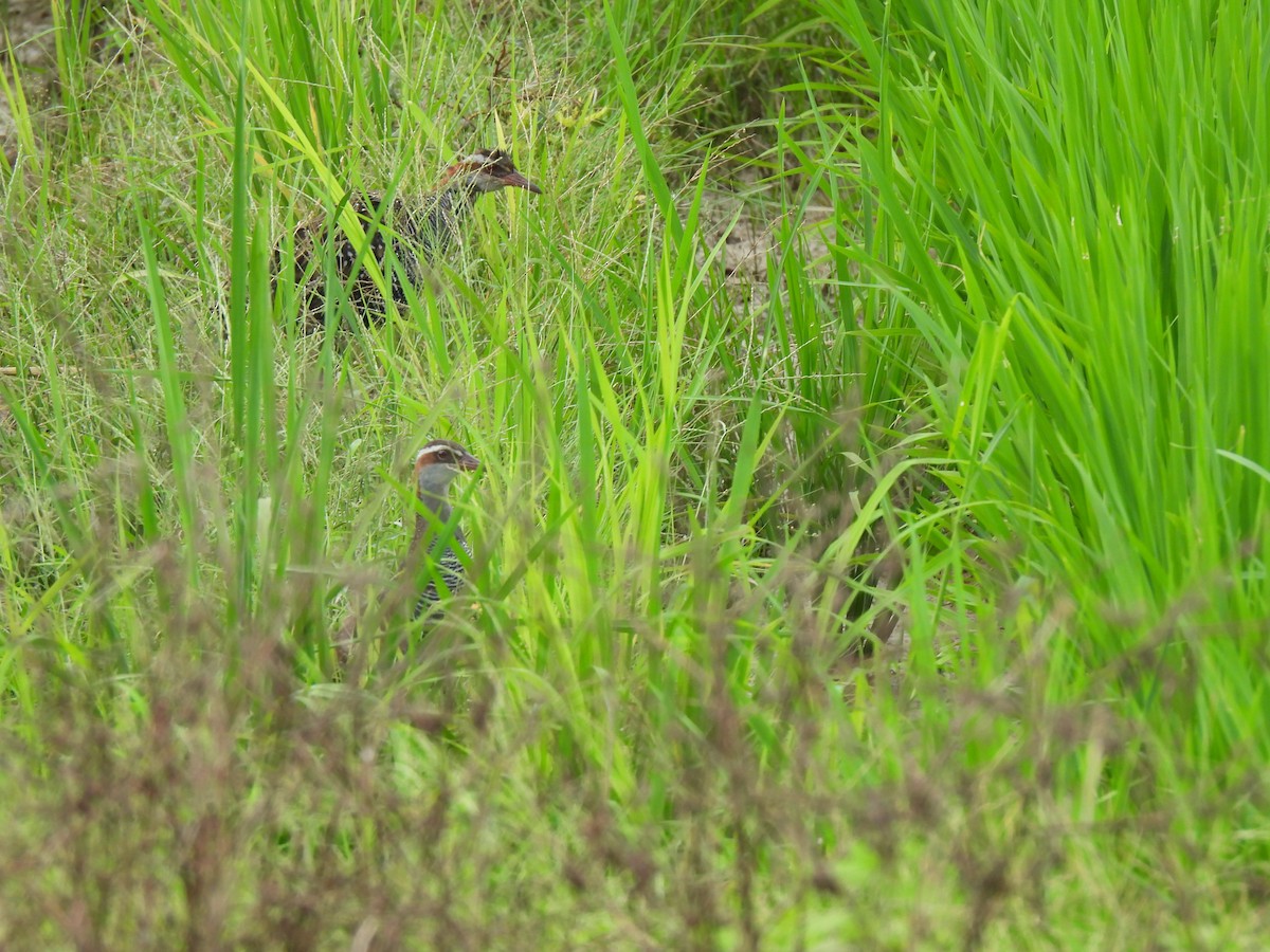 ナンヨウクイナ - ML646890896