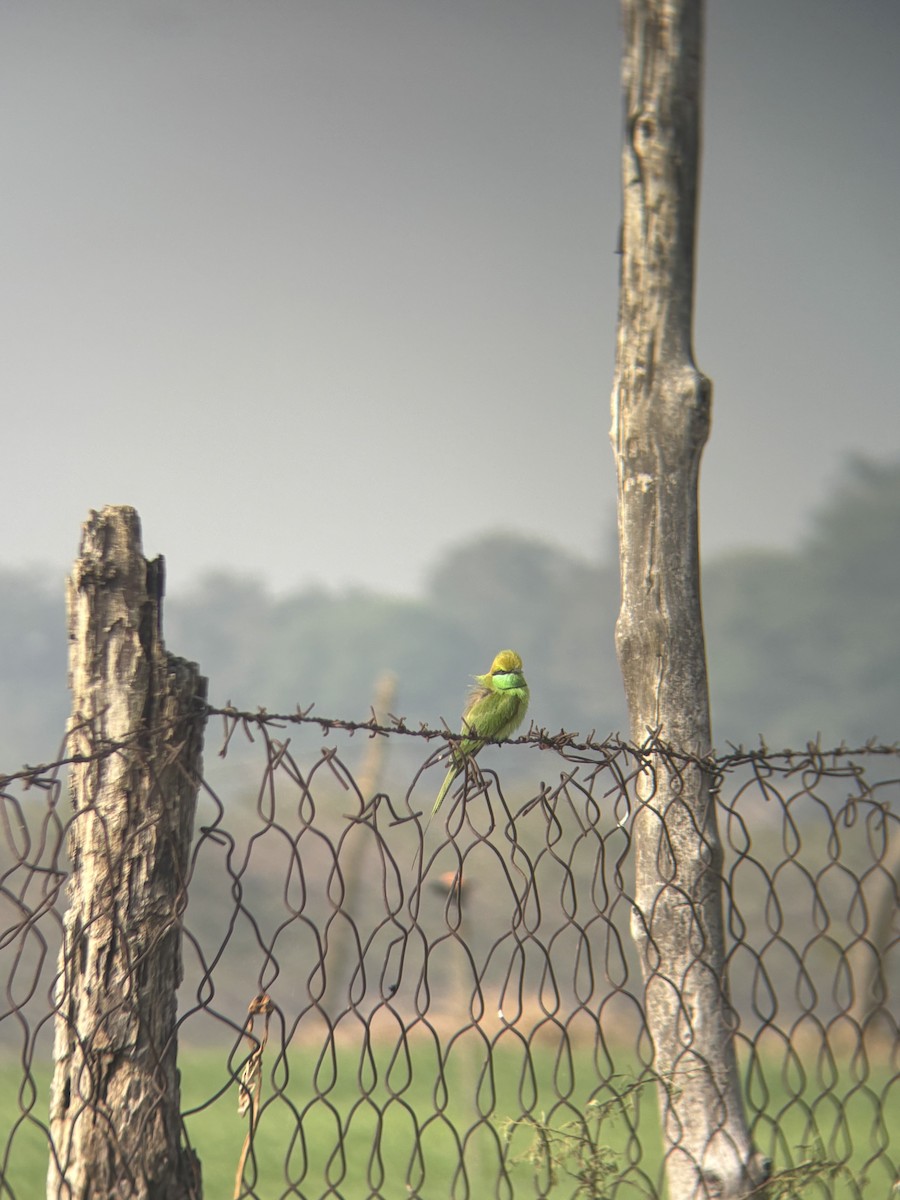 Asian Green Bee-eater - ML646890897