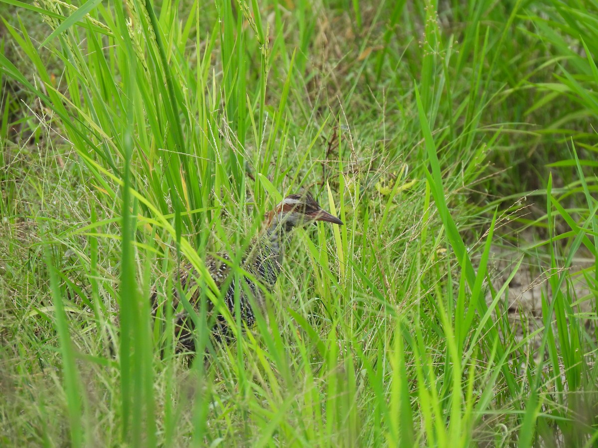 ナンヨウクイナ - ML646890898