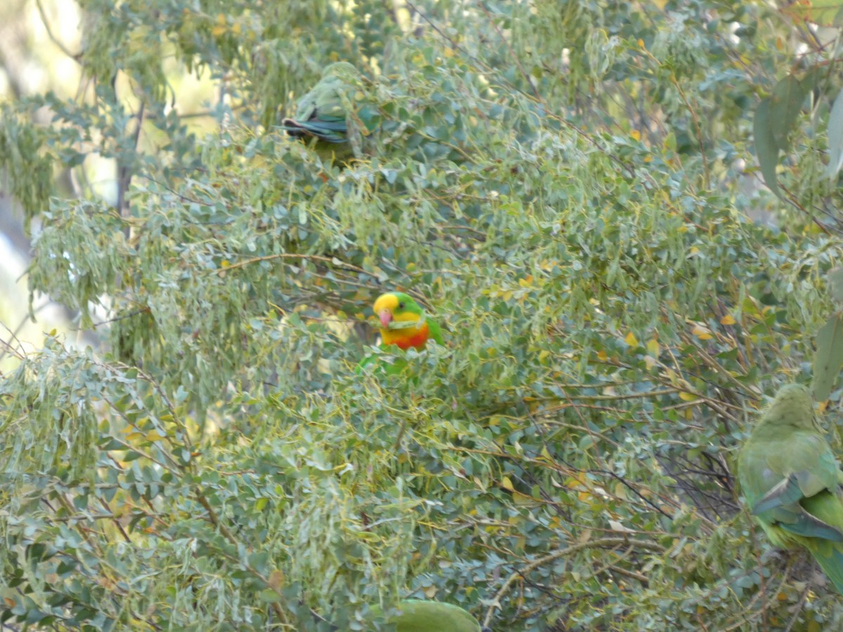 ミカヅキインコ - ML646890899