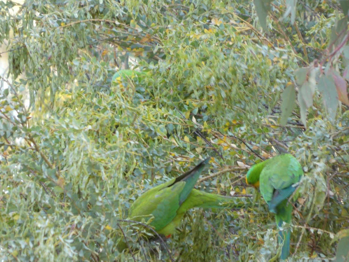 ミカヅキインコ - ML646890900