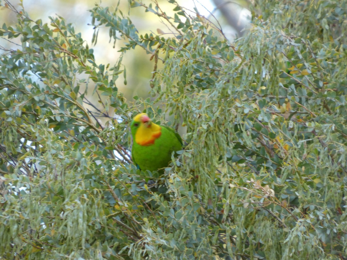 ミカヅキインコ - ML646890901