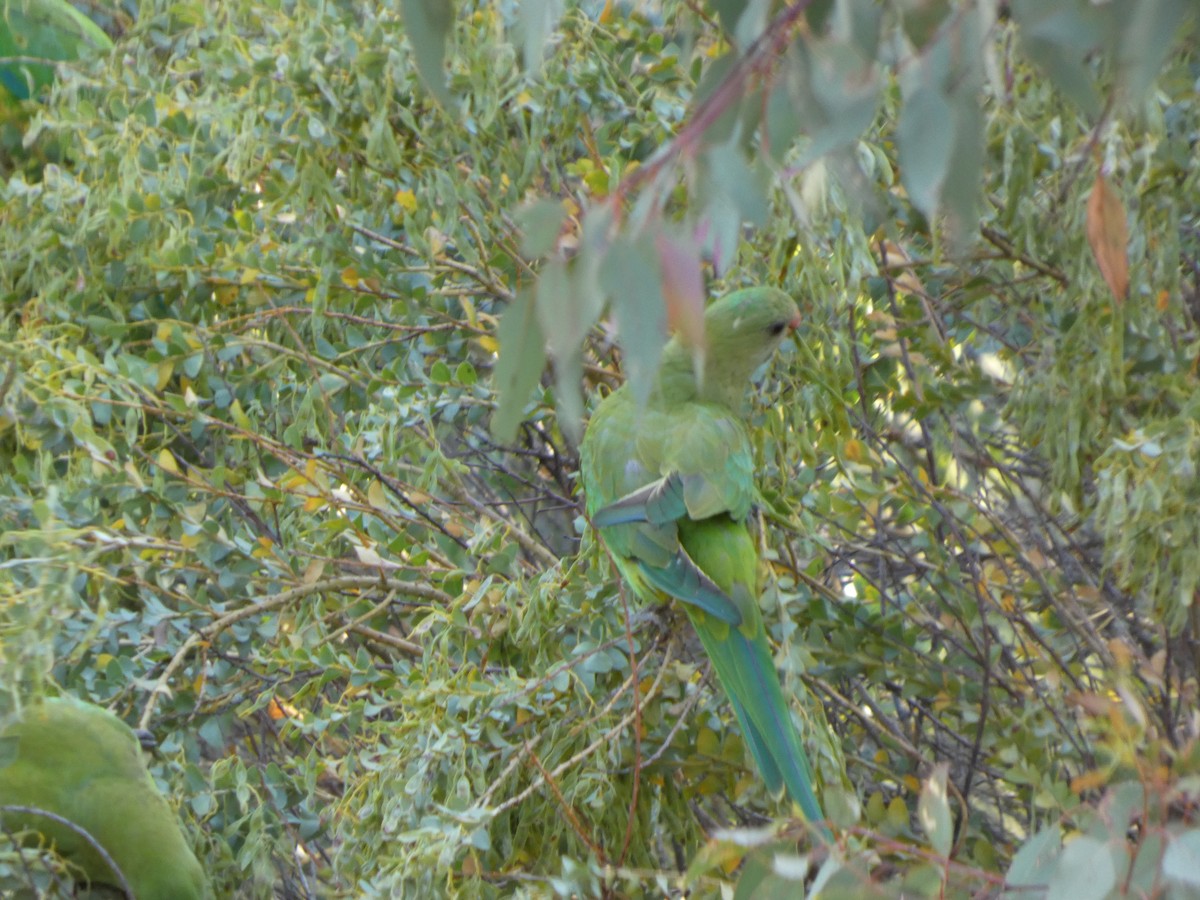 ミカヅキインコ - ML646890902